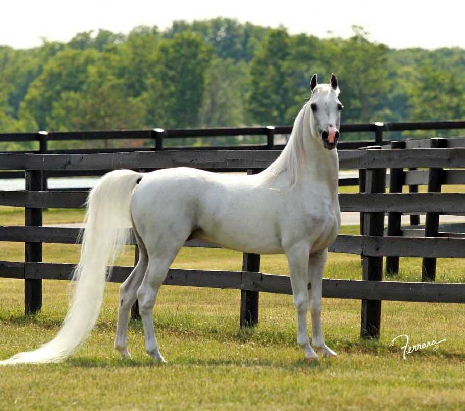 Топ-5 самых красивых лошадей в мире: рейтинг красивых пород с фото