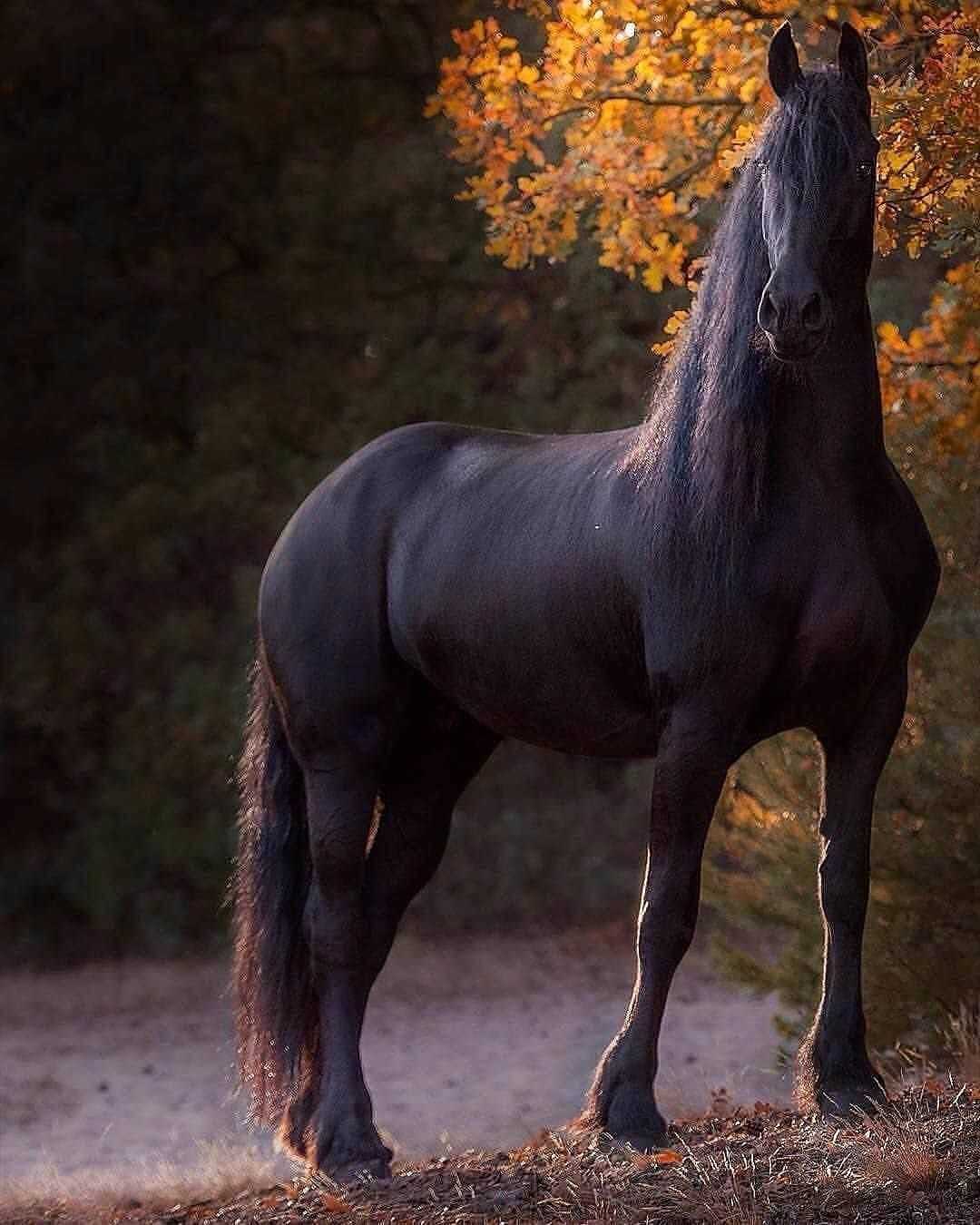 Лошади невероятной красоты