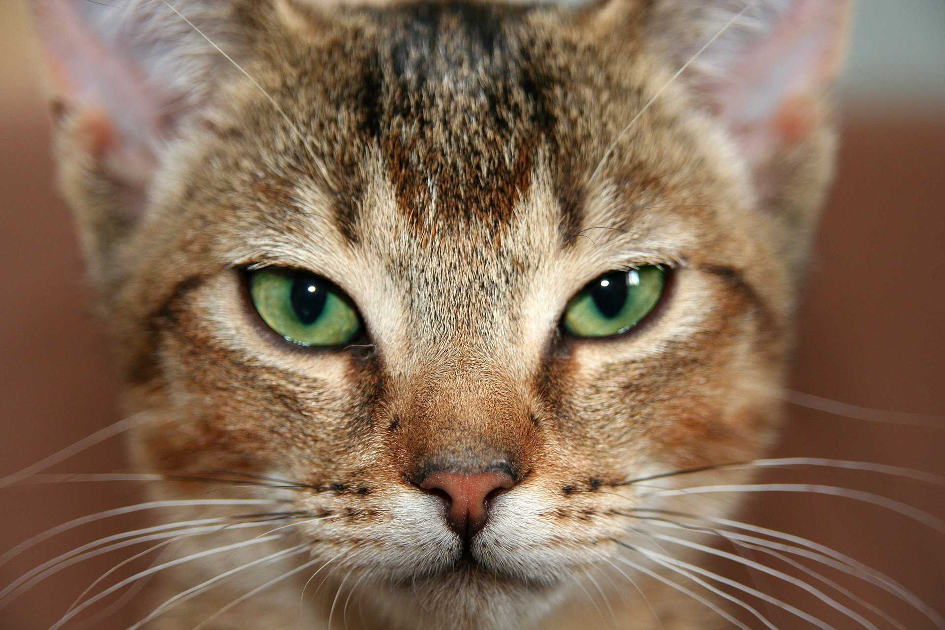 Кошка кошачий. Абиссинская кошка морда. Абиссинская зеленоглазая кошка. Морда кота. Кошка с зелеными глазами.