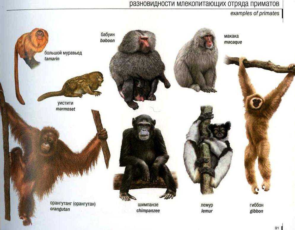 Большая подборка самых красивых и необычных обезьян: крупные и мелкие виды, интересные факты и описания - Уникальные приматы, которые не оставят Вас равнодушными