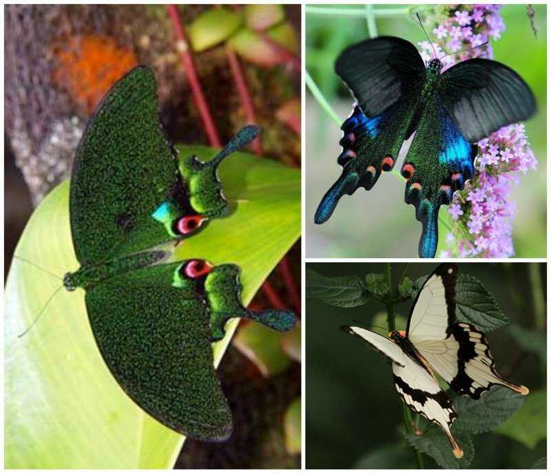 Самые удивительные бабочки мира: топ-10