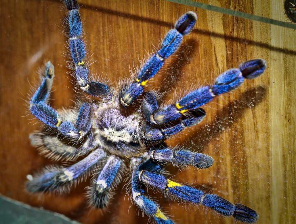 Топ-20 самых красивых пауков в мире (+ фото)