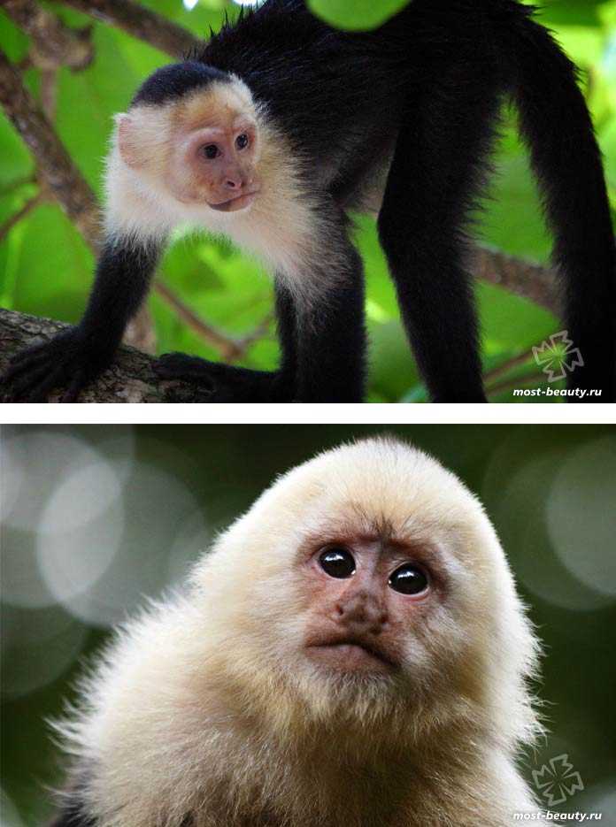 Виды обезьян. описание, названия и особенности видов обезьян