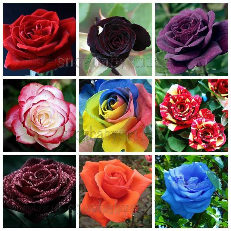 16 самых красивых цветков в мире: фото, описание
