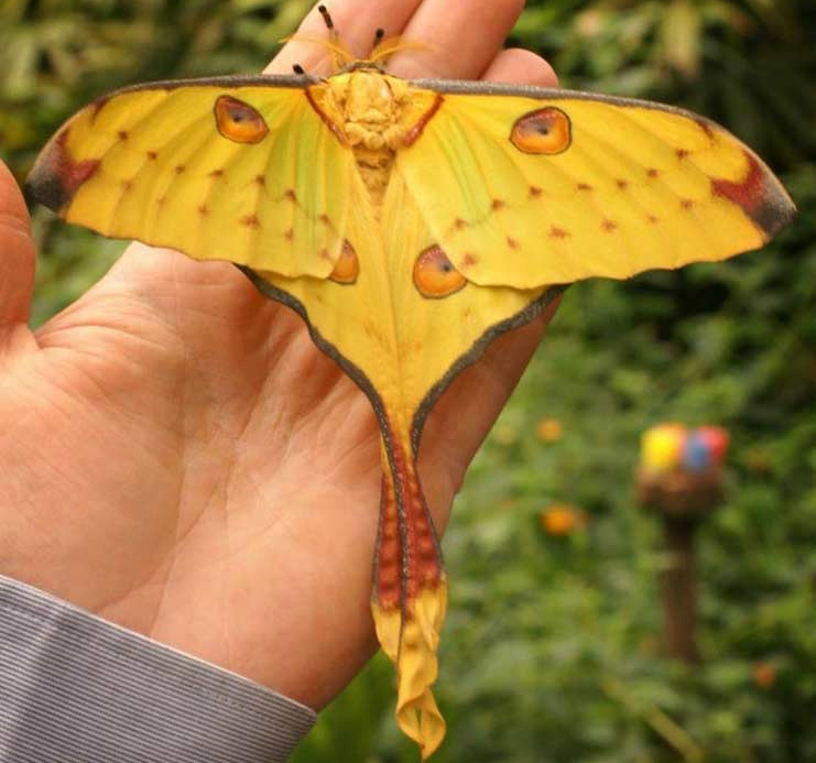 Самые большие бабочки в мире, удивительные фото