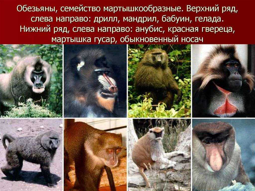 Виды обезьян. описание, названия и особенности видов обезьян | животный мир