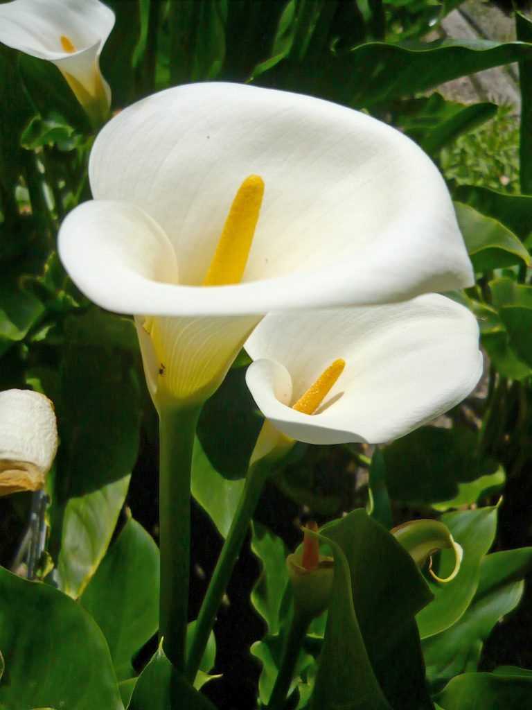 Каллы – почему цветы смерти: фото и приметы