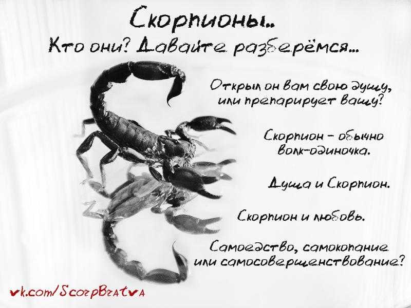Совместимость мужчины-скорпиона и женщины-скорпиона в любви