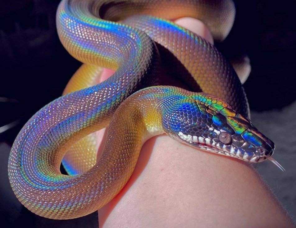 12 самых красивых змей в мире.