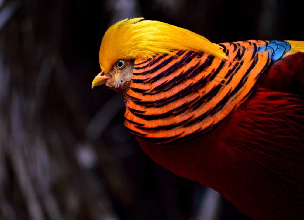 Топ 10 самые красивые птицы в мире
