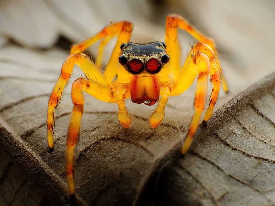 Топ-10 самых больших пауков в мире!
