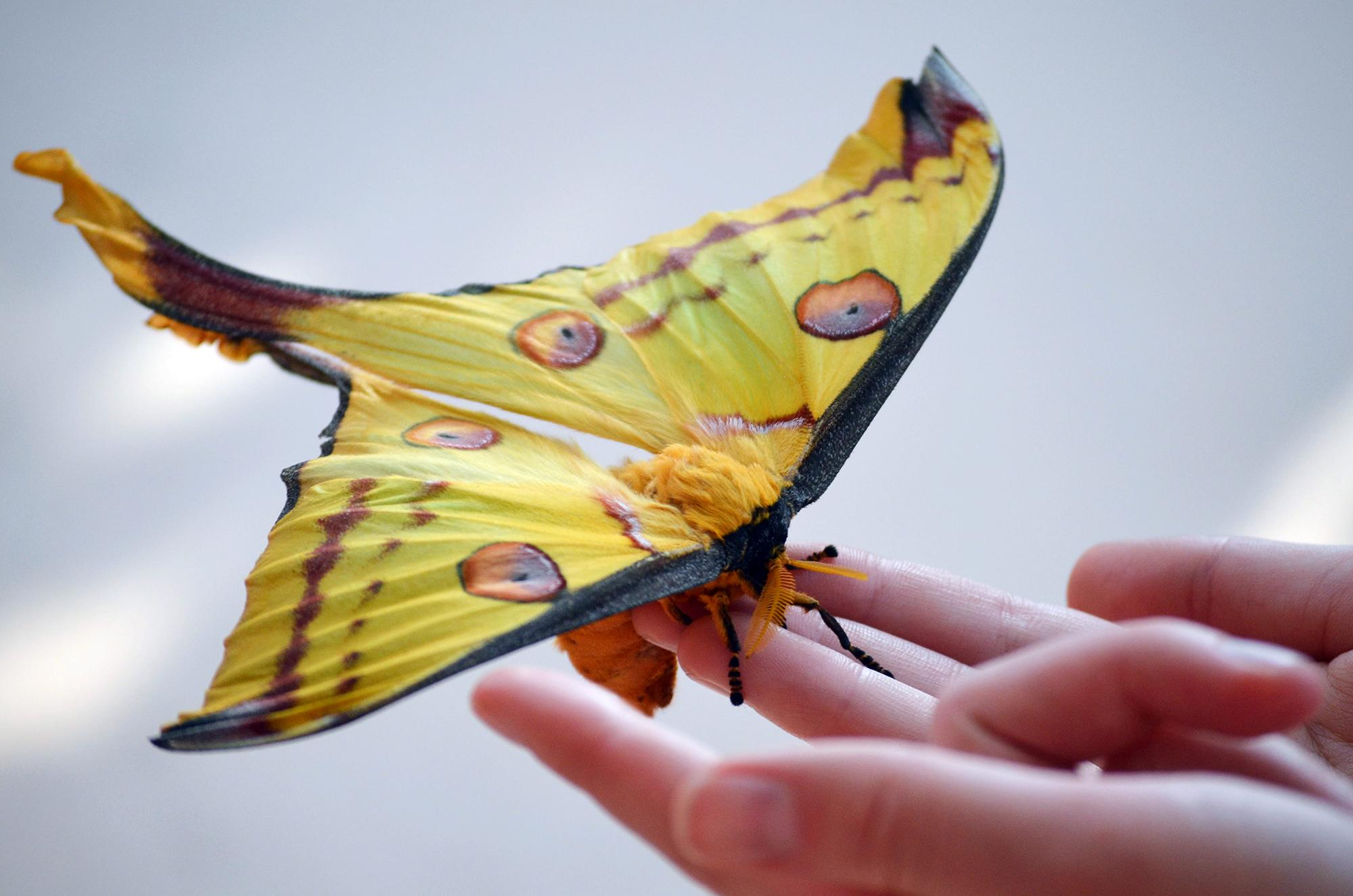 Самые красивые бабочки в мире: фото, видео, названия, описание
