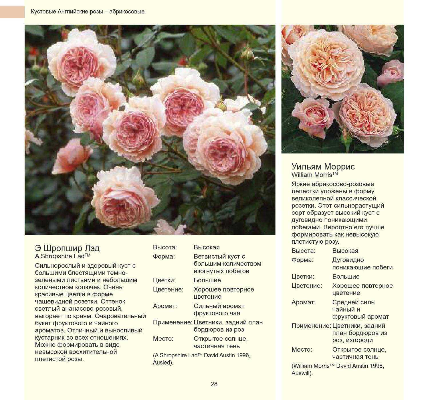 Розы: фото цветов с названиями. большие, кустовые, домашние и другие | домашняя ферма