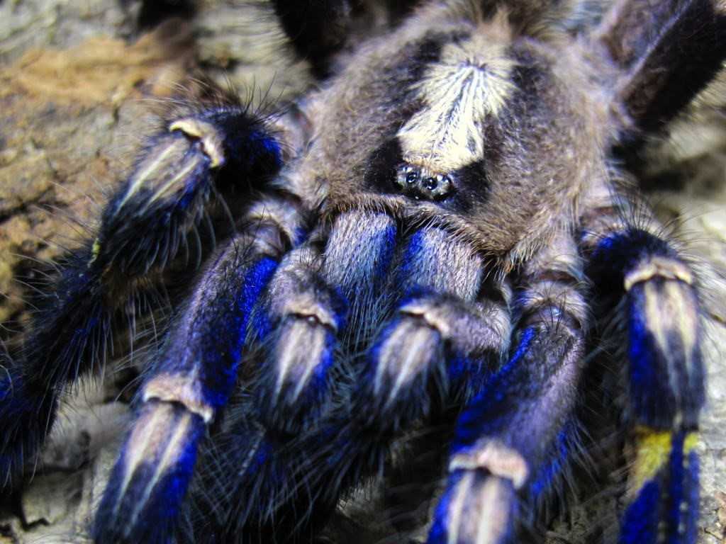 Топ-10 самых опасных пауков со всего мира