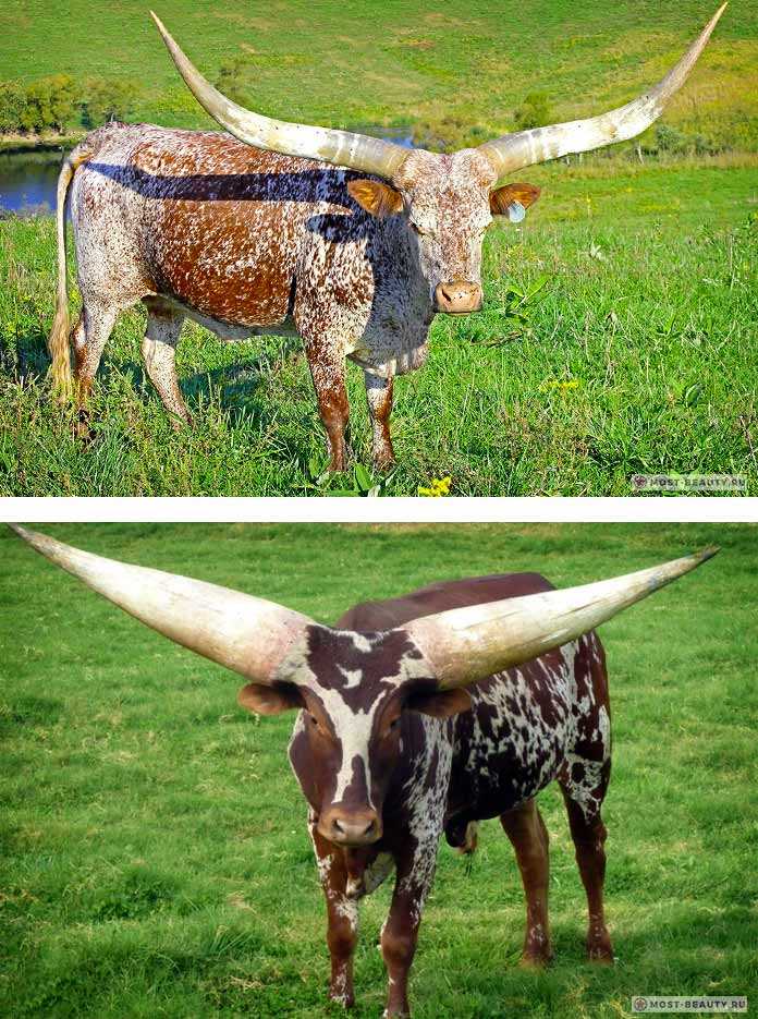 Породы молочного и мясного крупного рогатого скота — подробное описание и фотографии