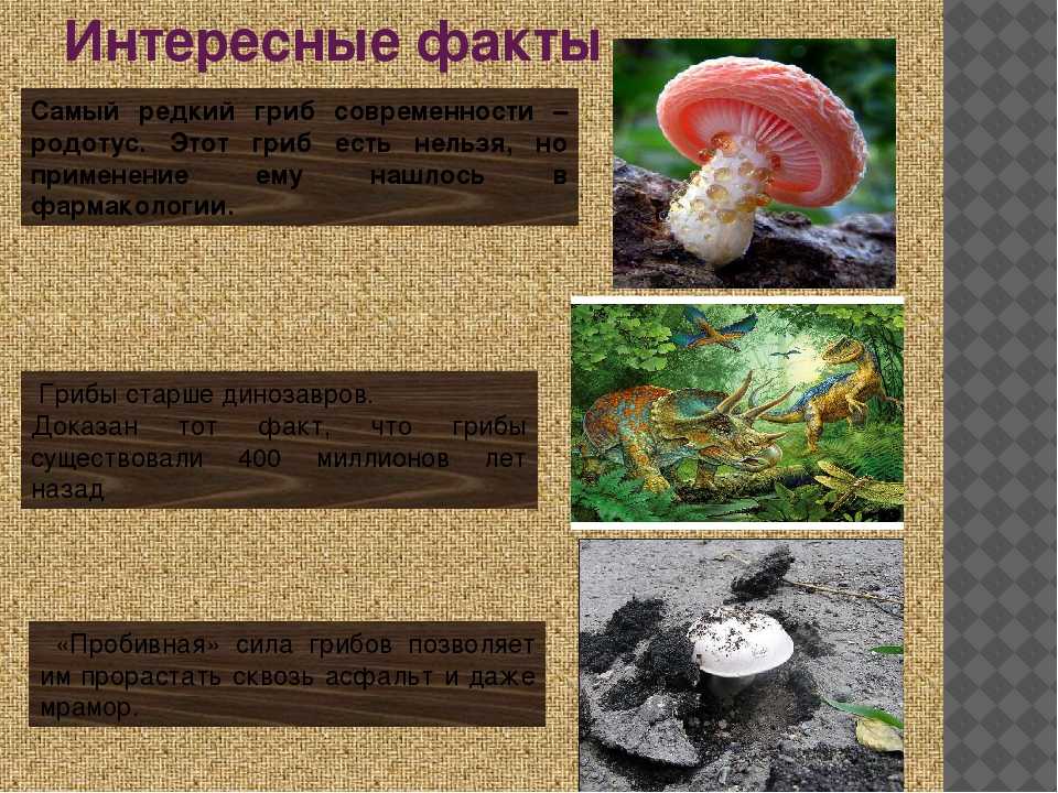 Удивительные факты о грибах