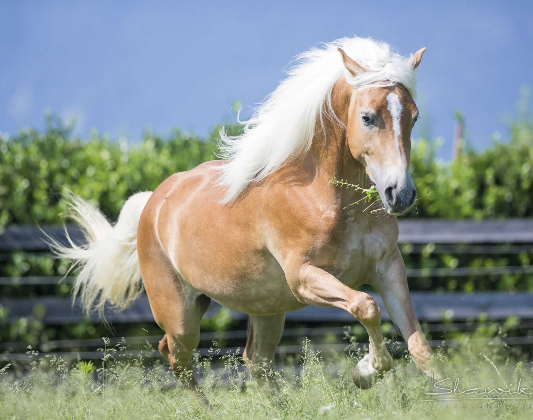 Самые красивые лошади в мире – животные