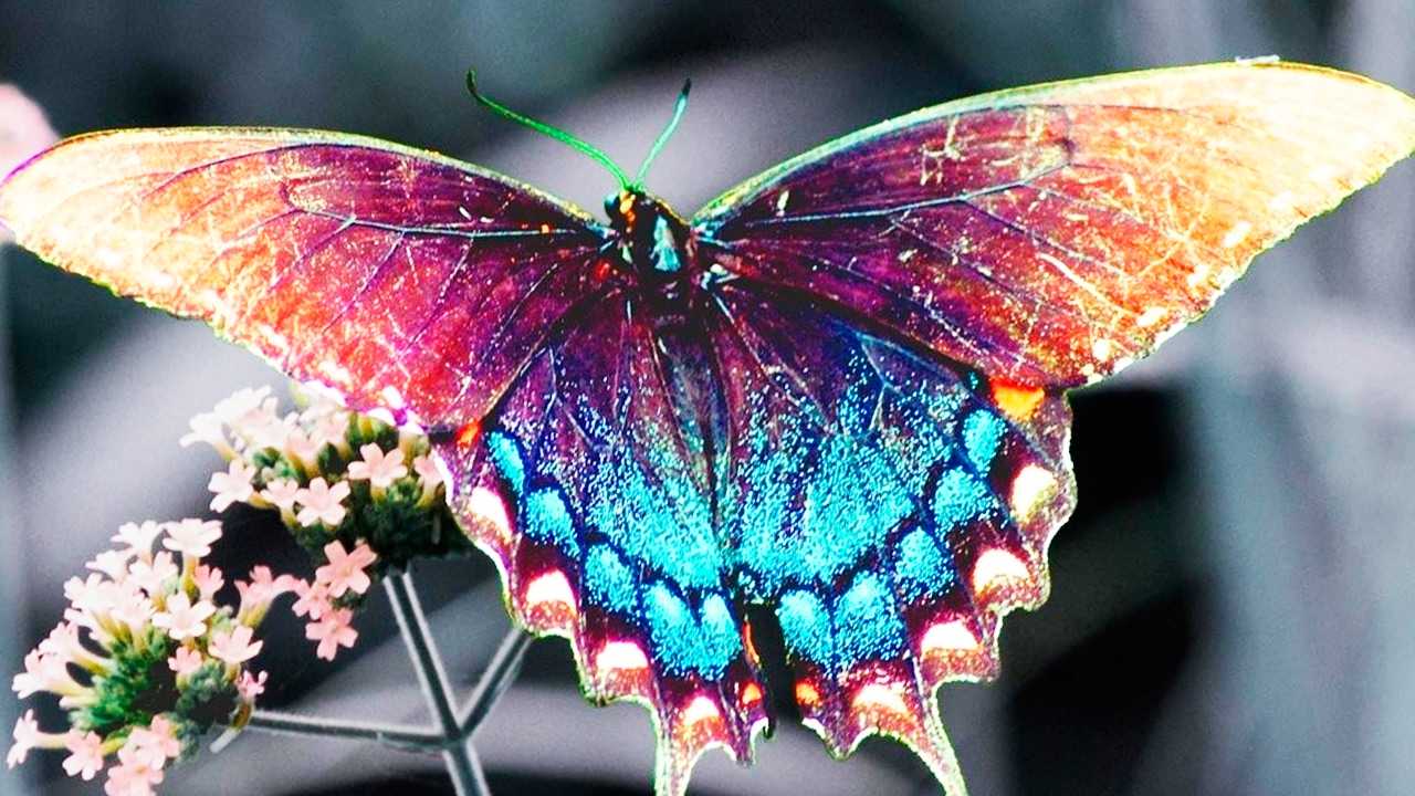 Мир бабочек: красота преображения