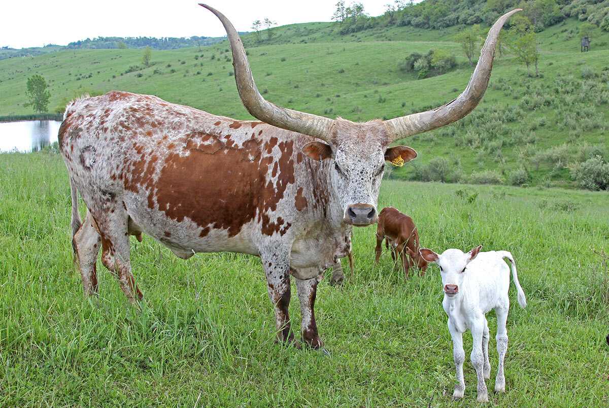 Плюшевая корова из штата айова: происхождение и особенности декоративной породы
