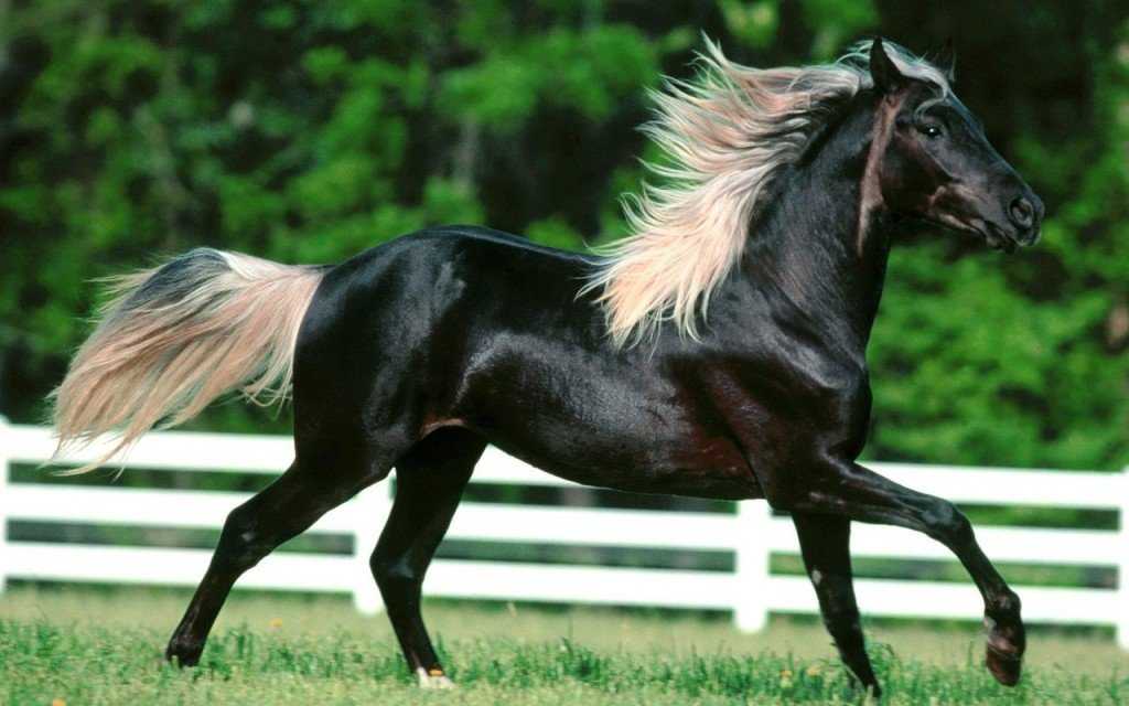 Лошади невероятной красоты
