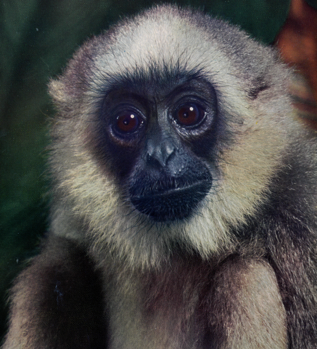 Самые красивые обезьяны в мире (40 редких фото) | krasota.ru