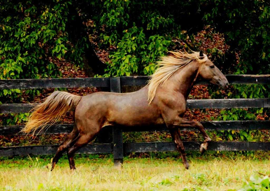 Самая красивая лошадь в мире - фото пород и видео