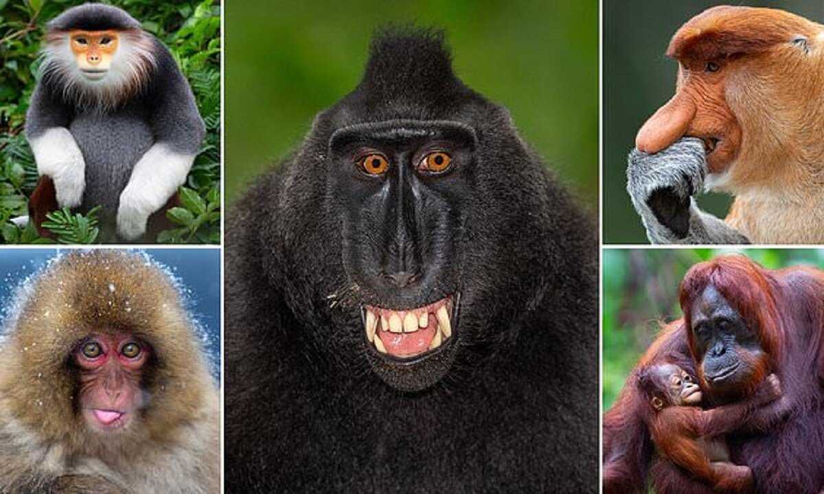 Самые красивые виды обезьян: фотографии и описание 🐒 - всё самое красивое... и не только - 8 ноября - 43194973049 - медиаплатформа миртесен
