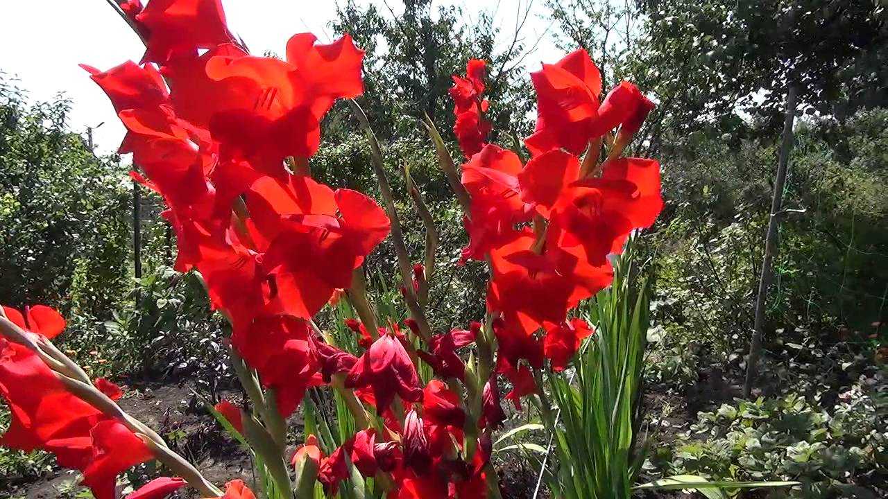 Крупноцветковые гладиолусы - дачная жизнь