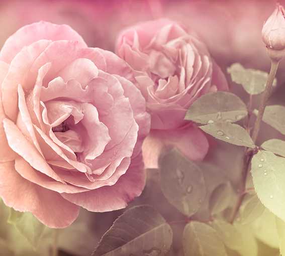 Пудрово-розовый в интерьере — почему многие так любят этот цвет?