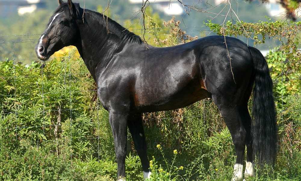 Топ-7 самых красивых лошадей в мире: фото, видео, описание пород
