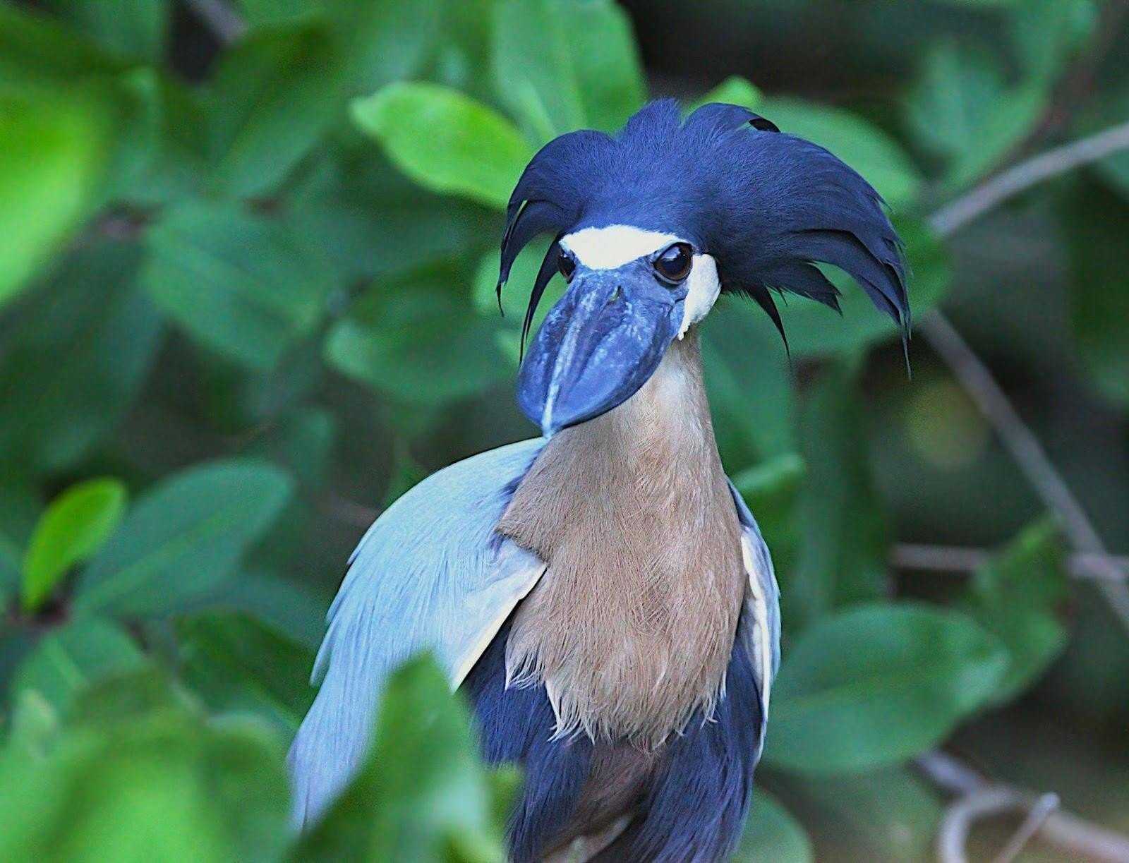 20 самых необычных птиц, о которых вы, возможно, не слышали :: инфониак