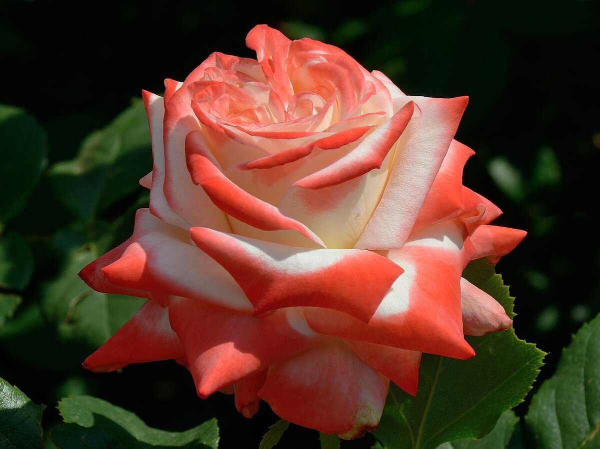 Подборка фотографий самых красивых роз на свете: обзор уникальных видов и сортов роз - таких необыкновенных цветов Вы еще не видели