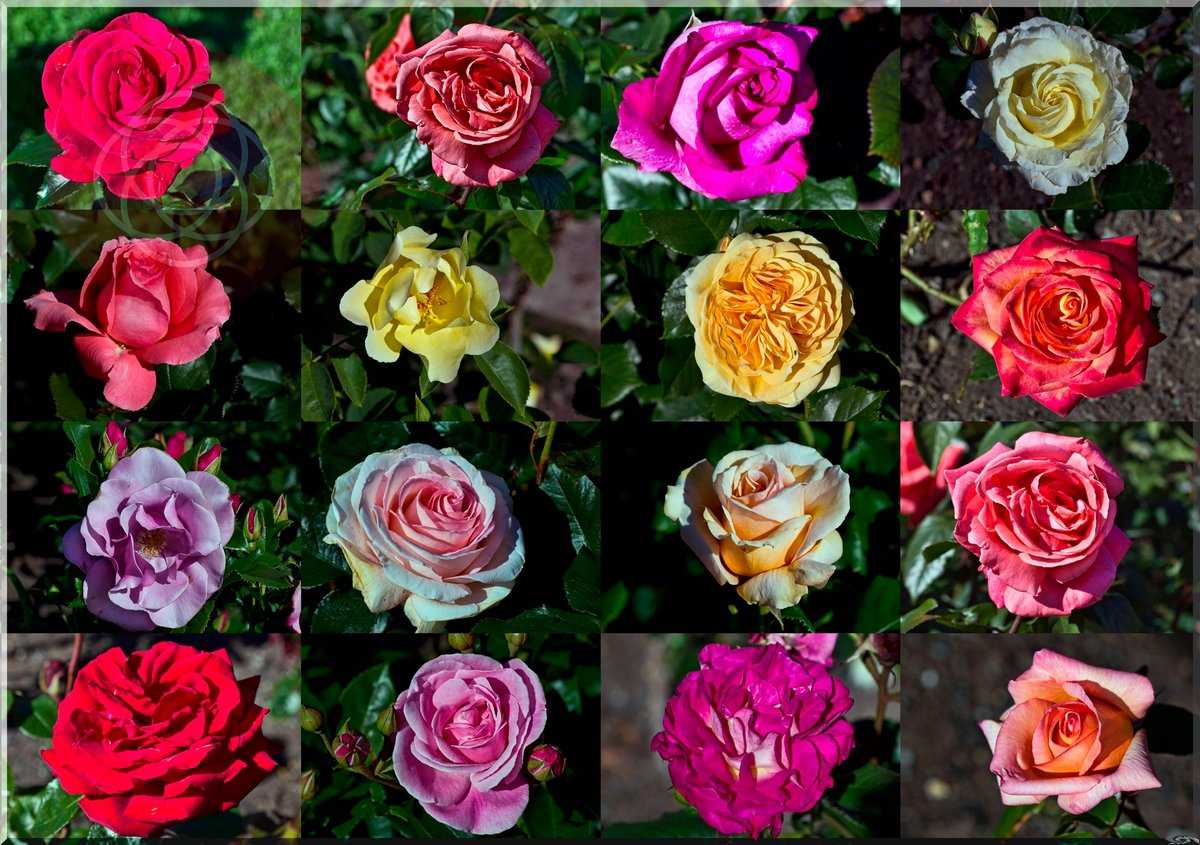 16 самых красивых цветков в мире: фото, описание | садоводство | всё просто