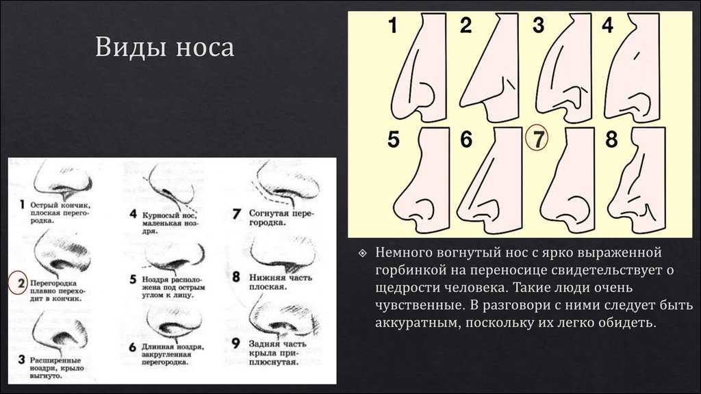Какие виды форм носа существуют и что можно сказать о характере их обладателя