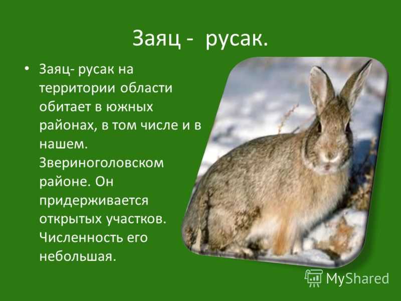 Заяц-русак: фото и описание, где обитает и чем питается? :: syl.ru