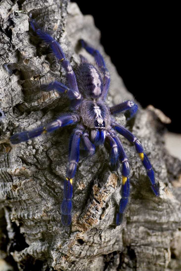 10 самых красивых пауков мира