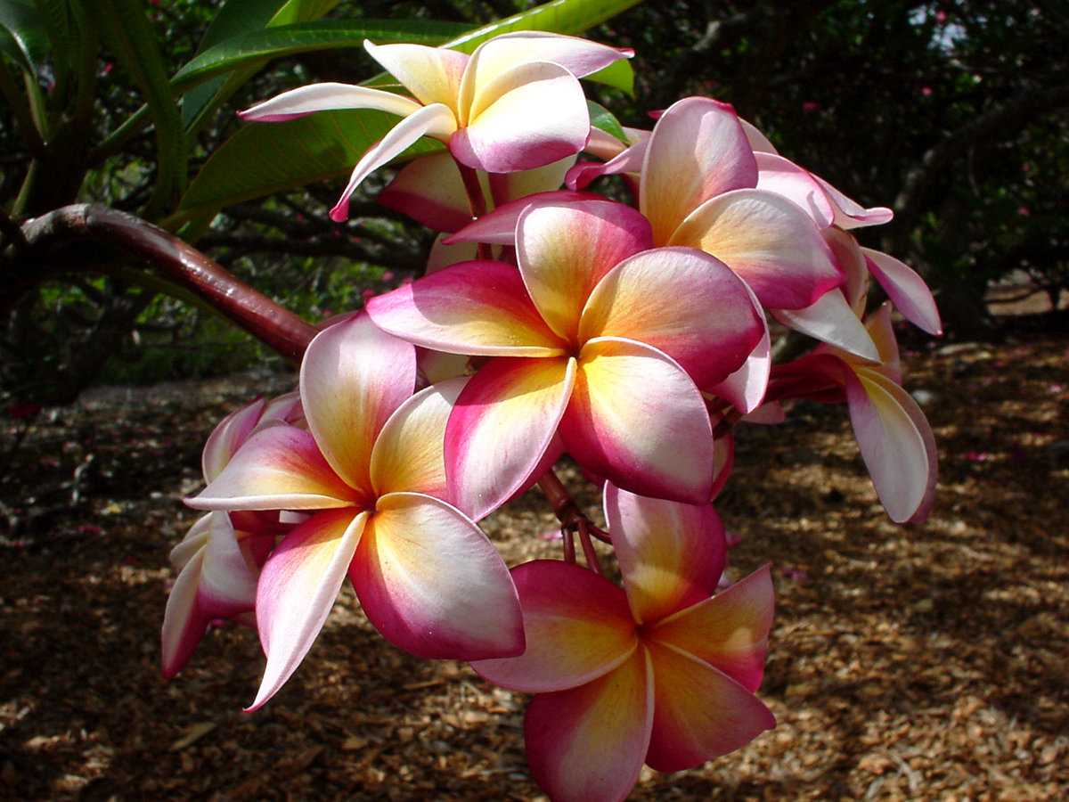Топ-10 самых красивых цветов в мире