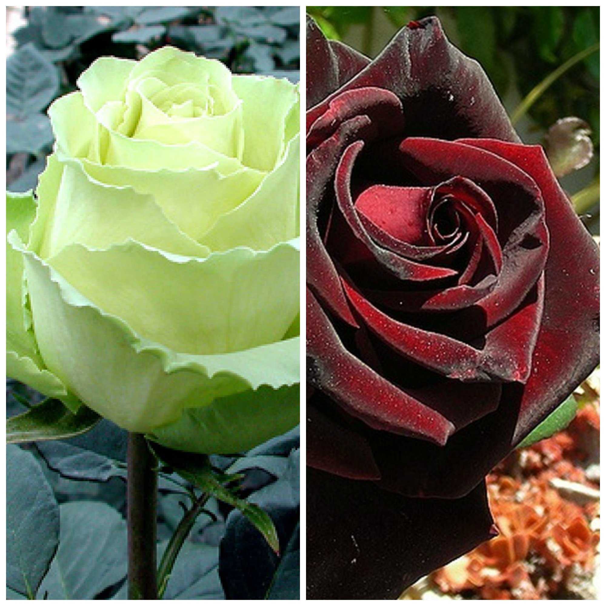 18 видов самых красивых роз: неповторимый аромат и яркое украшение для сада