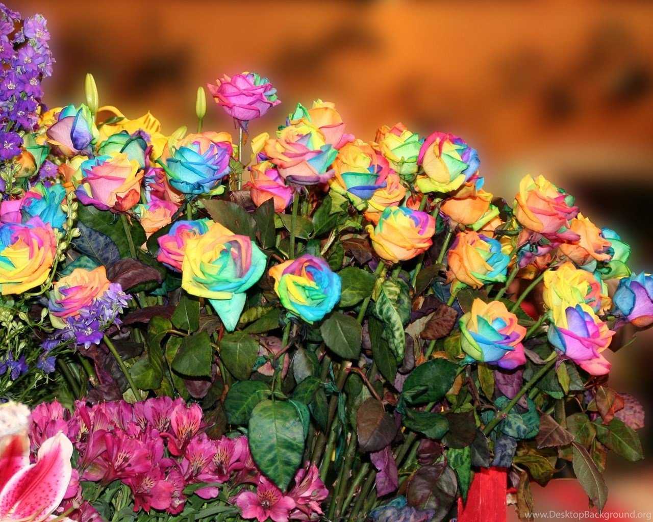 Топ-10 самых красивых цветов в мире ( + фото )