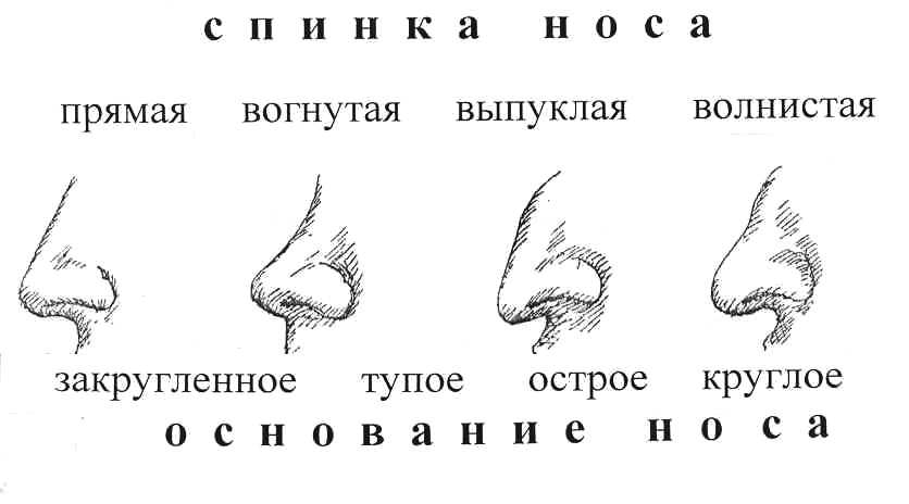 Как измерить длину носа человека схема