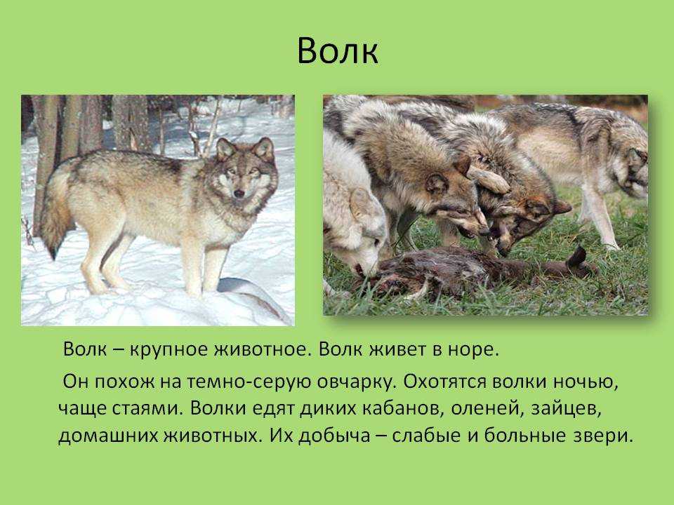 Волк детям о животных. Описание волка. Волк описание животного. Сообщение о волке. Рассказ про волка.