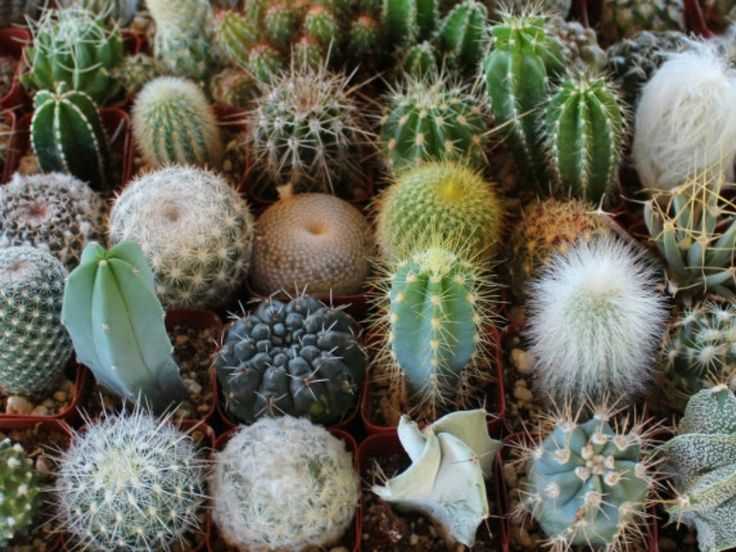 Самые интересные растения мира — странные, ядовитые, красивые, редкие, опасные: описание, фото