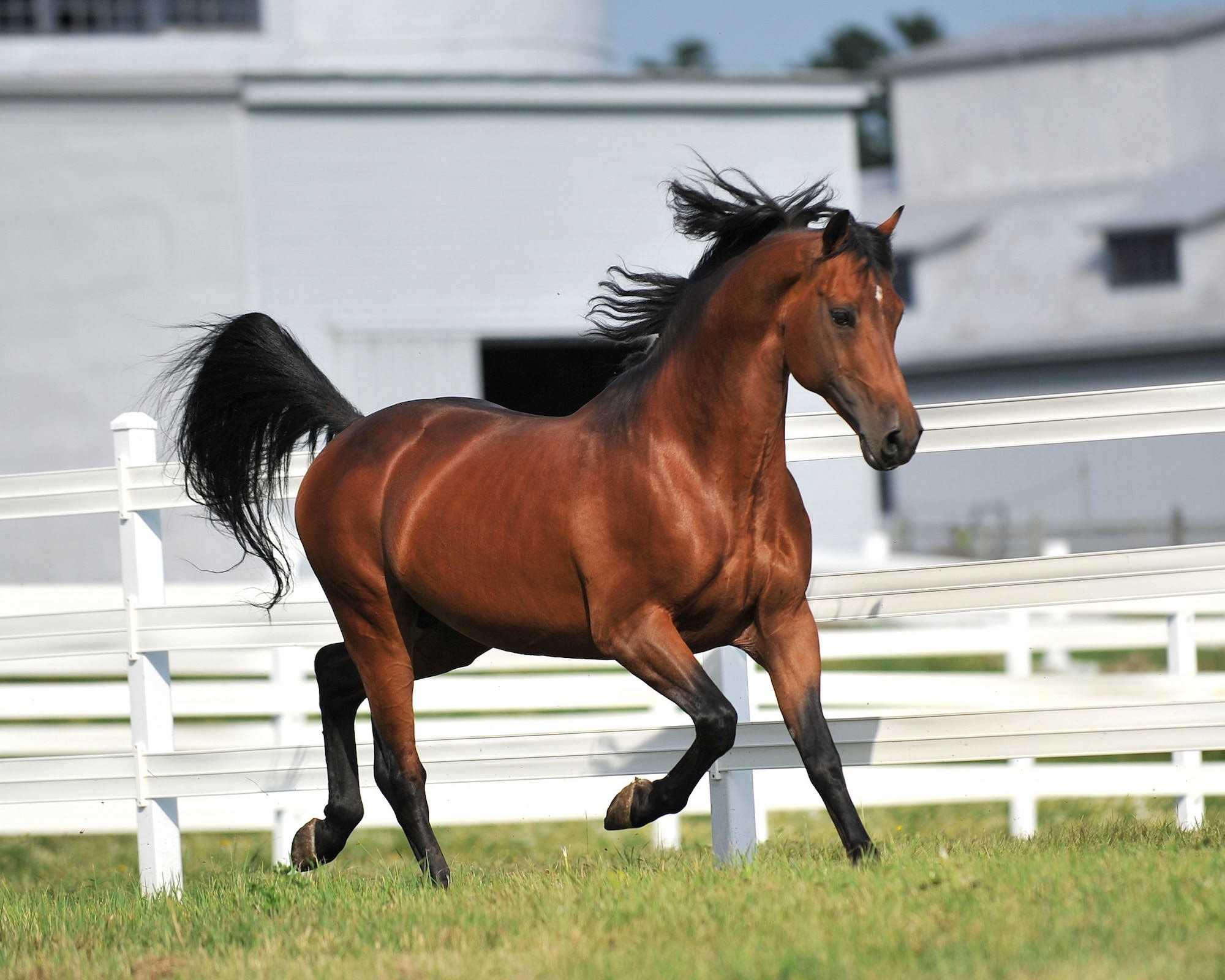 20 самых редких и красивых лошадей в мире