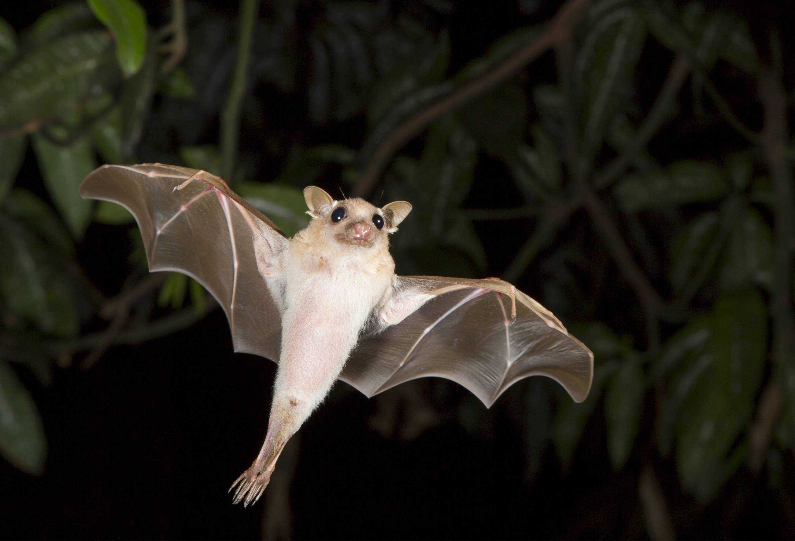 Летучая мышь животное. образ жизни и среда обитания летучей мыши | животный мир