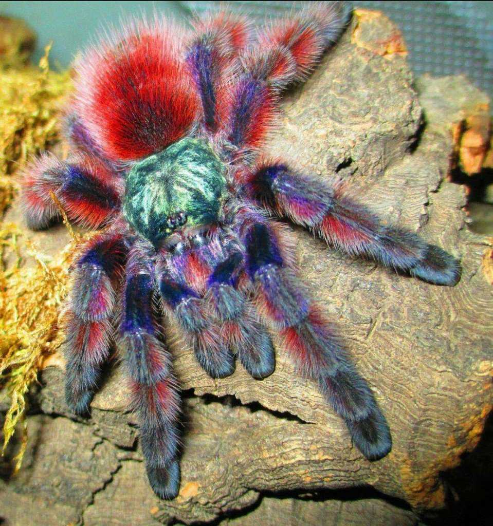 Самые красивые пауки – ужасные и прекрасные