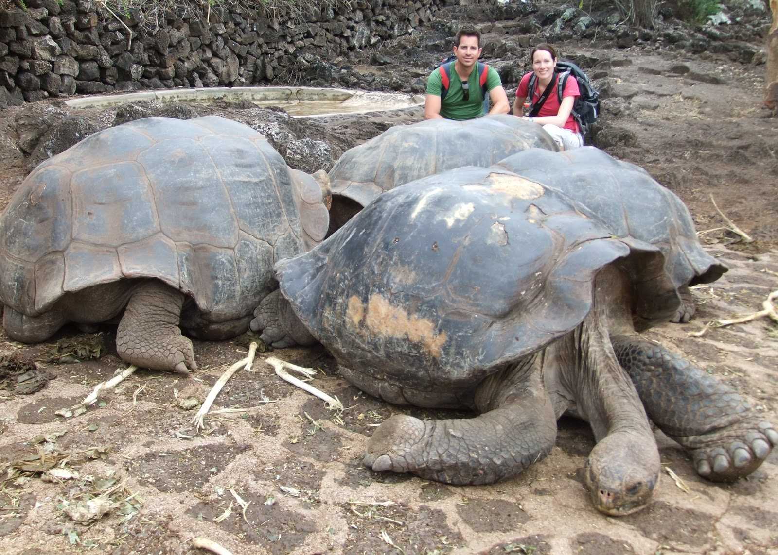 Самая большая разновидность. Галапагосская слоновая черепаха. Галапагосские острова черепахи. Гигантские черепахи с Галапагосских островов. Галапагосская черепаха и человек.