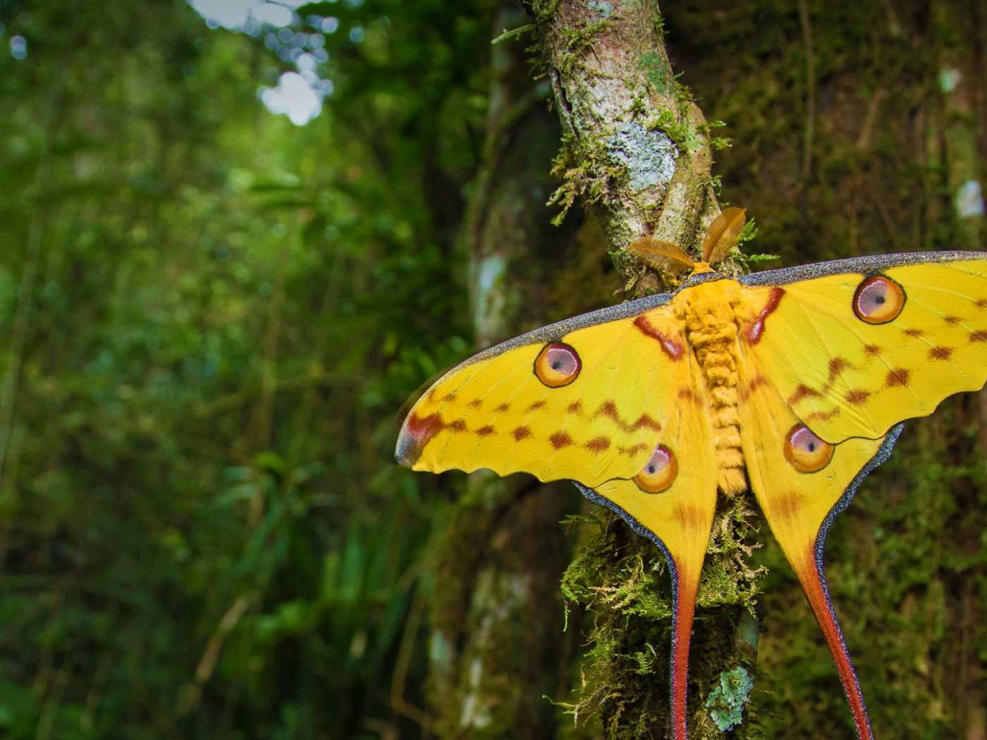 Удивительно красивые бабочки, которых вы ещё не видели (+ фото )