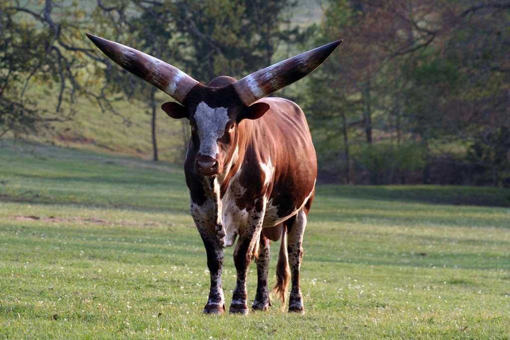 Подборка самых красивых и необычных коров в мире [с описаниями и фото]: крупные, пушистые, с причудливыми рогами - о существовании таких коров Вы даже не представляли