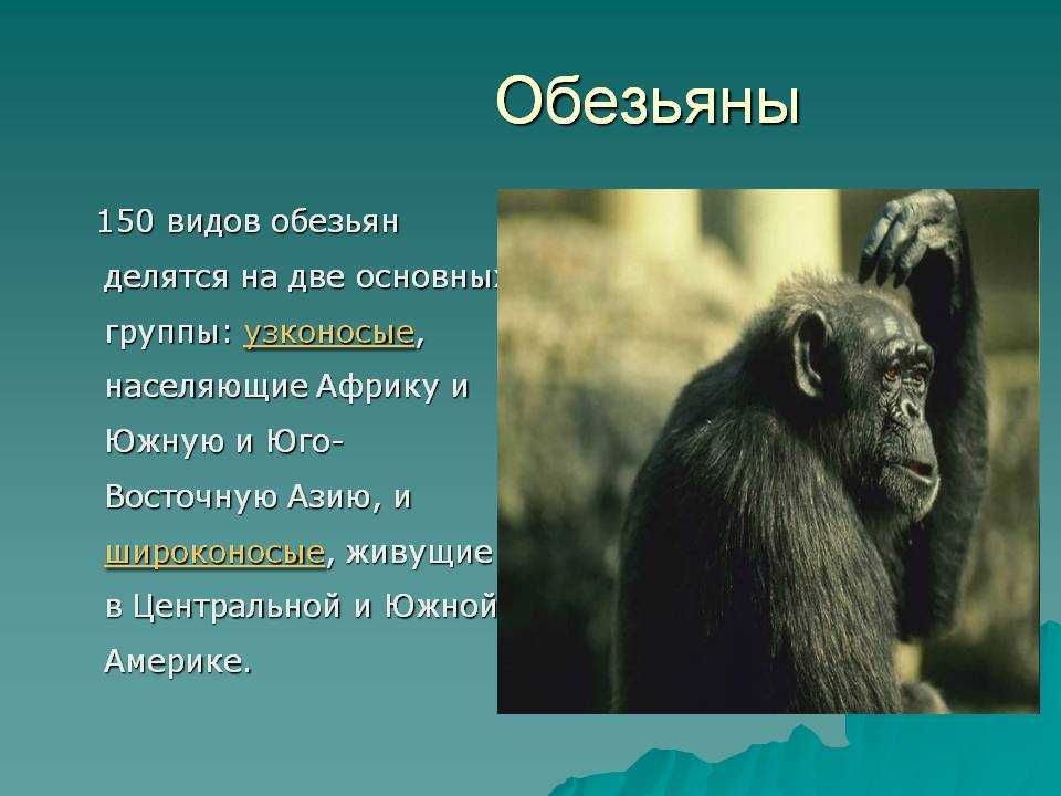 Виды обезьян, их особенности, описание и названия