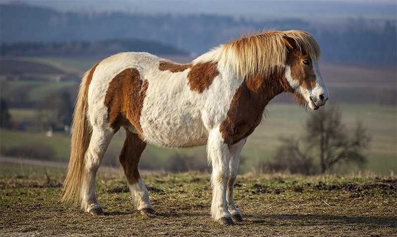 Самые красивые лошади в мире, редкие и необычные масти